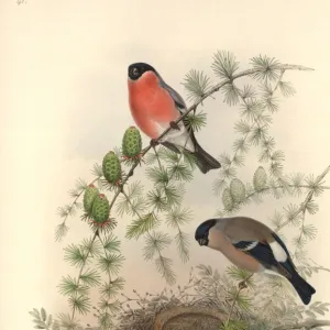 Pyrrhula pyrrhula, Eurasian bullfinch