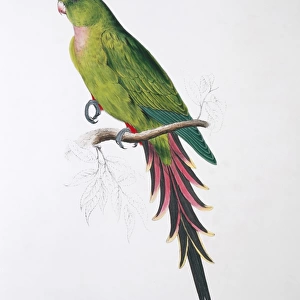 Pyrrhura melanura, maroon-tailed parakeet