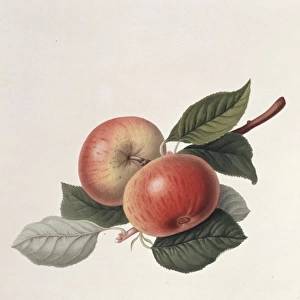 Pyrus sp. apple (Fearns Pippin apple)