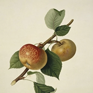 Pyrus sp. apple (Sykehouse Apple)