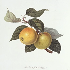 Pyrus sp. apple (The Court of Wick Pippin)