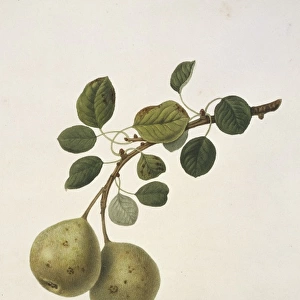 Pyrus sp. pear (Aston Town Pear)