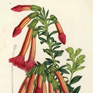 Qantuta flower, Cantua buxifolia