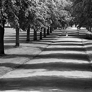 Quarry Park avenue of trees, Shrewsbury, Shropshire