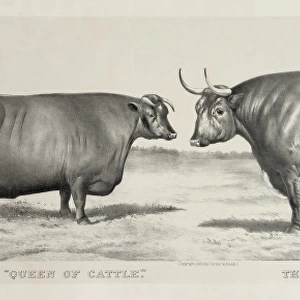 The queen of cattle: the champion steer