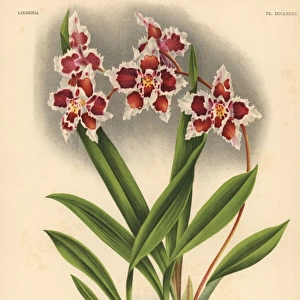 Queen Emma variety of Odontoglossum crispum orchid
