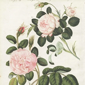 Queen rose, Rosa regina rubicans, and moss