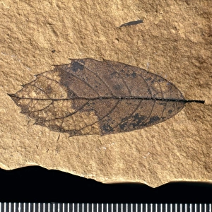 Quercus mediterranea, fossil leaf