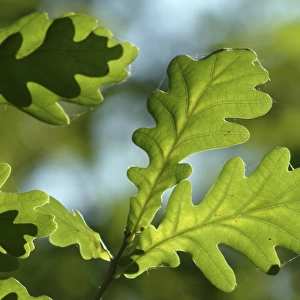 Quercus robur, oak leaves