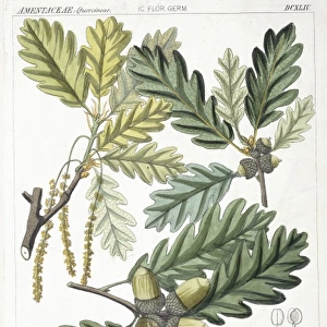 Quercus robur, oak tree