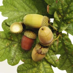 Quercus sp. oak Quercus sp. oak