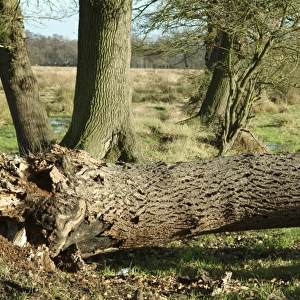 Quercus sp. oak