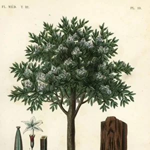 Quinine tree, ted cinchona or quina, Cinchona pubescens