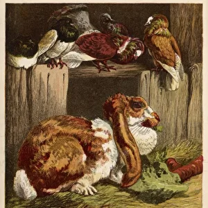 Rabbit and Pigeons 1860S