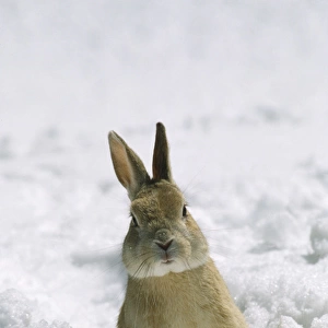 Rabbit - in snow