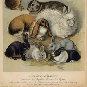 Animals Photographic Print Collection: Wildlife