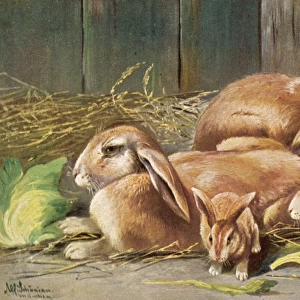 Rabbits with Young 1905