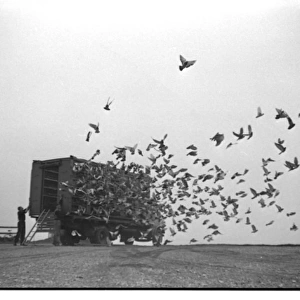 Racing pigeons released in the early morning