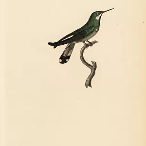 Racket-tail hummingbird, Ornismya platura, juvenile