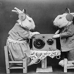 Radio Rabbits