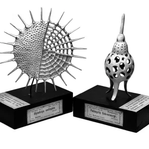 Radiolaria models