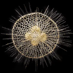 Radiolarian