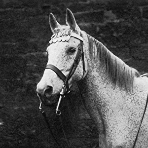 Ragtime, Arab horse decorated with WW1 medals