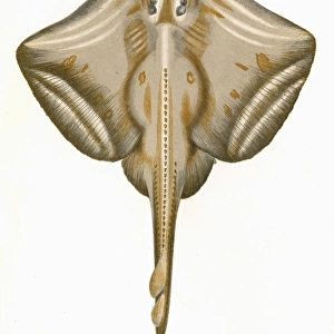 Raia microcellata, or Painted Ray