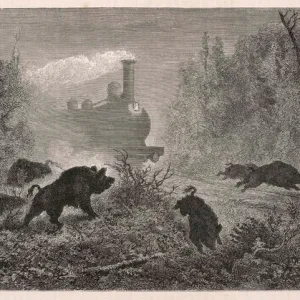 Railways and Wild Boar