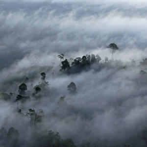 Rainforest canopy in a thick mist at dawn