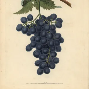 Raisin de Calmes grape, Vitis vinifera