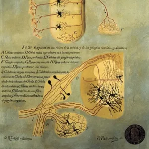 RAMON Y CAJAL, Santiago (1852-1934). Spanish