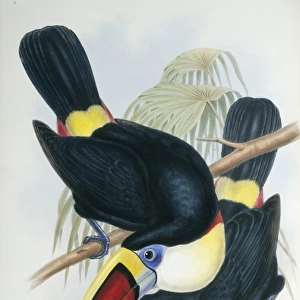 Ramphastos vitillenus, channel-billed toucan