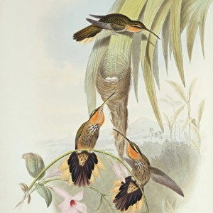 Ramphodon naevius, saw-billed hermit