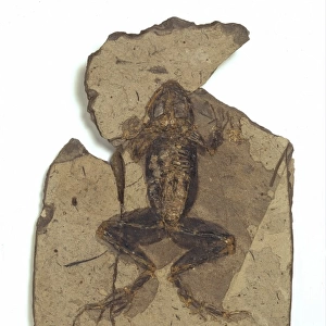 Rana pueyoi, fossil frog