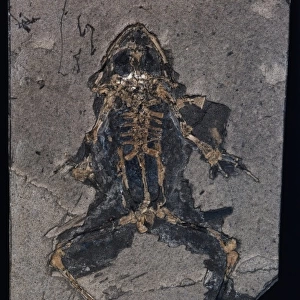 Rana species, fossil frog