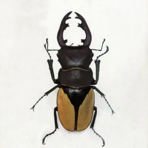 Rare south west Indian Stag Beetle - Odontolabis delesserti