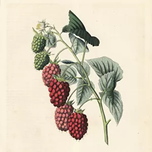 Raspberry, Rubus idaeus