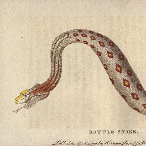 Rattlesnake, Crotalus cerastes