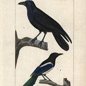 Raven, Corvus corax, and magpie, Pica pica