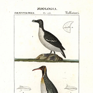 Razorbill, Alca torda, and emperor penguin