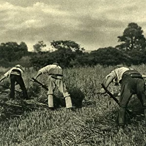 Reapers at work with scythes, Isle of Wight