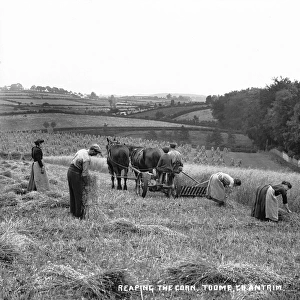 Reaping the Corn, Toome, Co. Antrim