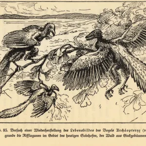 Reconstruction of extinct Archaeopteryx birds in a