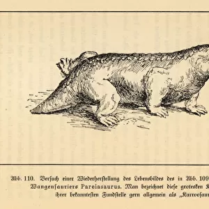 Reconstruction of an extinct Pareiasaur, Bradysaurus baini