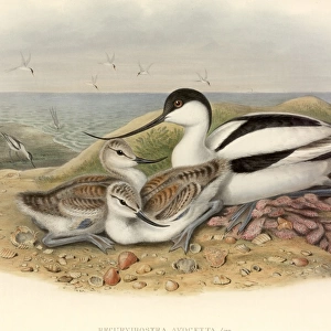 Recurvirostra avosetta, pied avocet