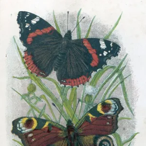 Animals Photographic Print Collection: Butterflies