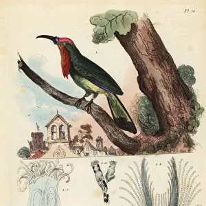 Red-bearded bee-eater, Nyctyornis amictus