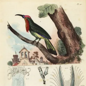 Red-bearded bee-eater, Nyctyornis amictus