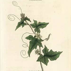 Red-berried bryony, Bryonia cretica subsp. dioica